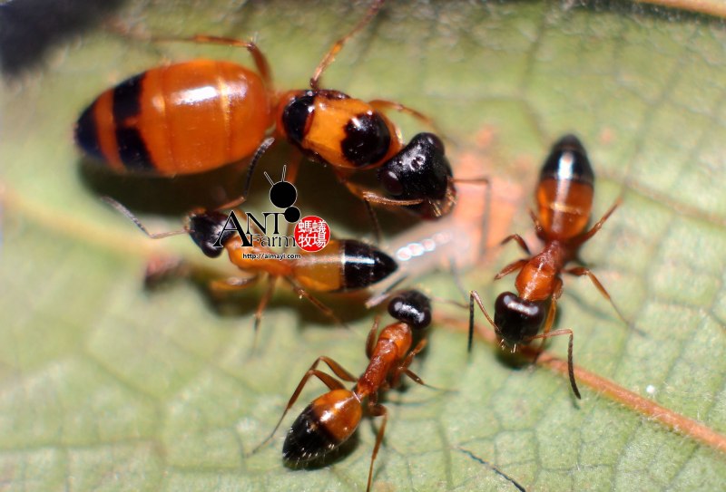 Opisthopsis rufithorax