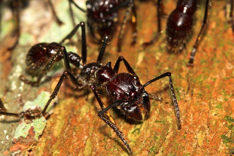 Тропические муравьи Paraponera clavata