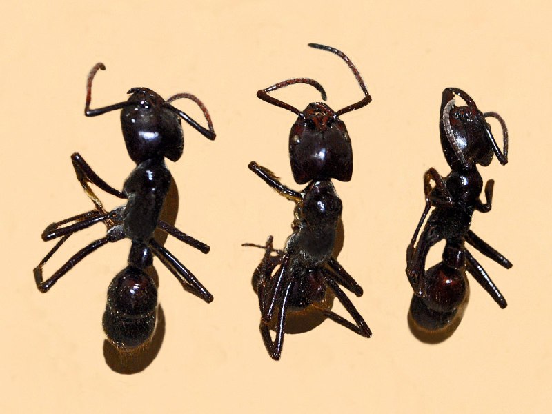 Dinoponera longipes