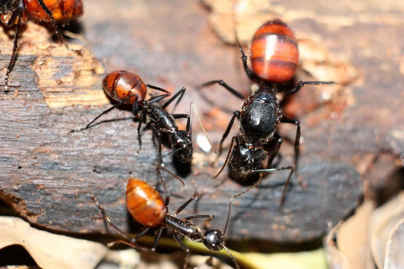 Муравей Camponotus Gigas