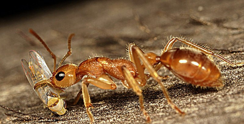 Nothomyrmecia macrops