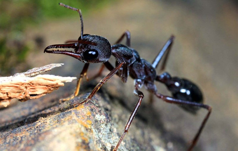 Myrmecia brevinoda