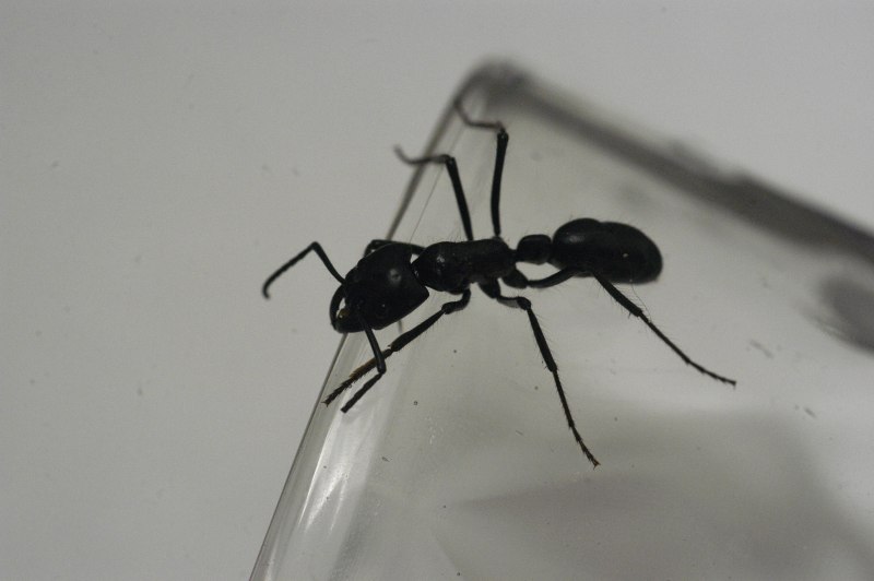 Dinoponera longipes
