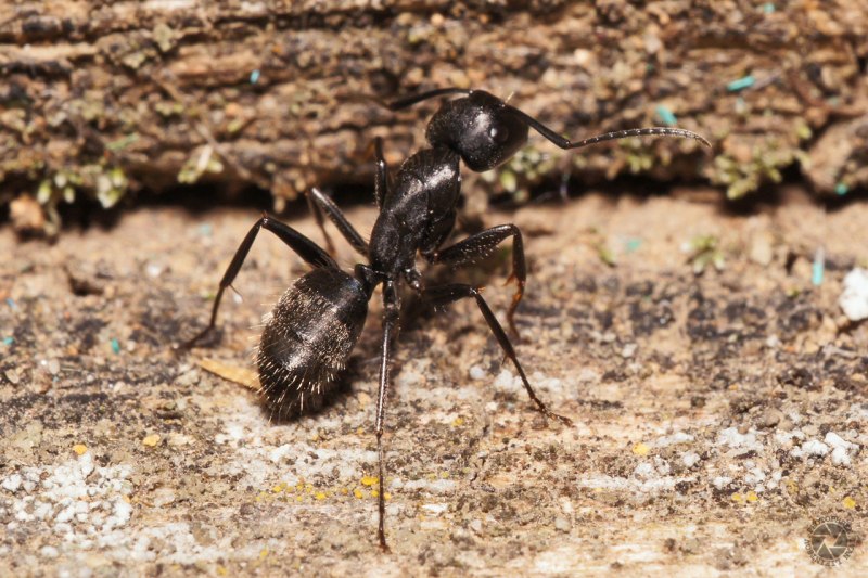 Муравей Camponotus Gigas