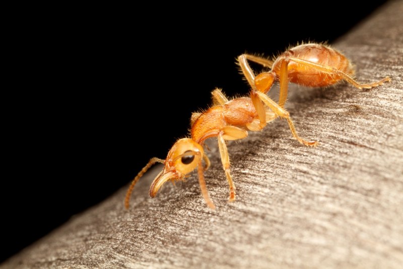 Nothomyrmecia macrops муравьи