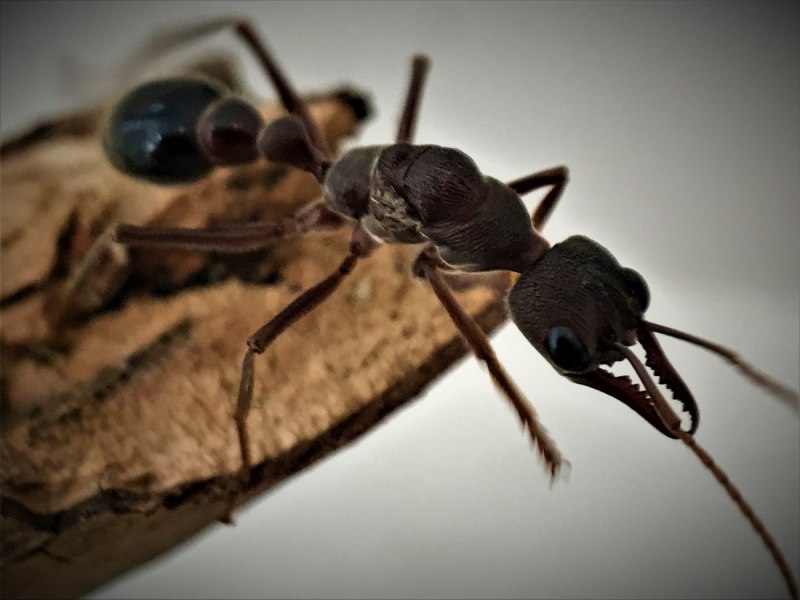 Myrmecia forficata