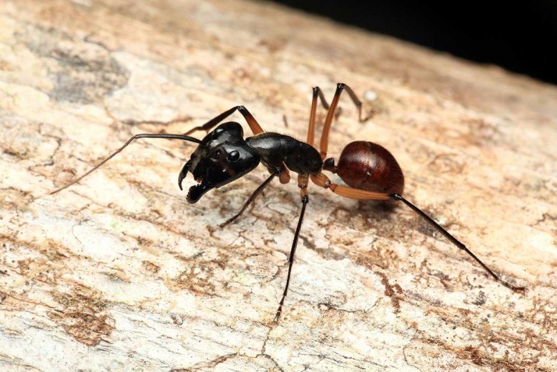 Муравей Camponotus Gigas