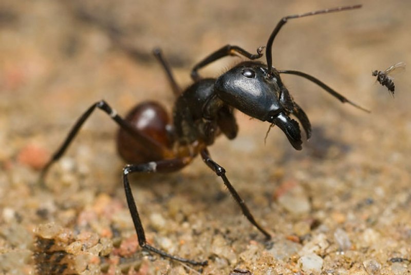 Муравей Camponotus Gigas