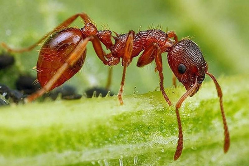 Myrmica rubra