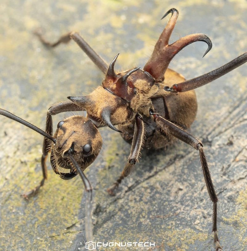Polyrhachis bihamata муравей