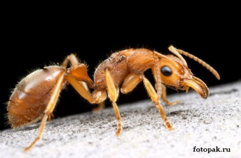 Nothomyrmecia macrops муравьи