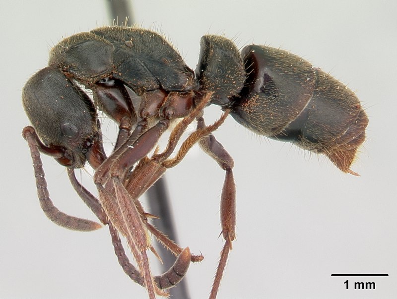 Pachycondyla crassinoda