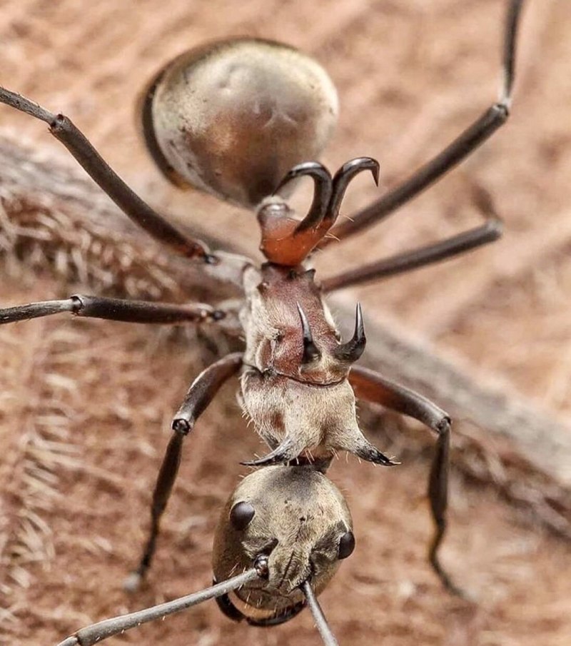 Polyrhachis bihamata