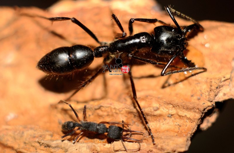 Dinoponera Grandis