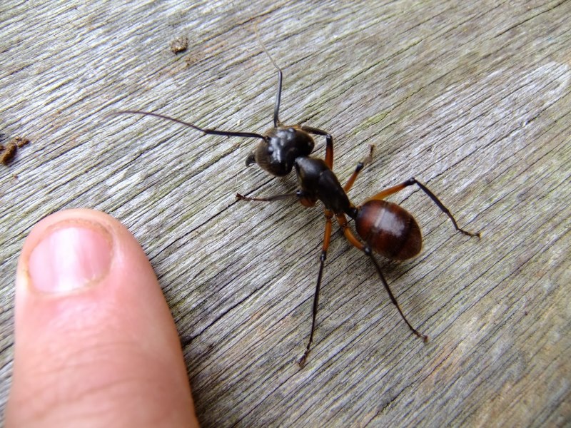 Муравьи Dinoponera gigantea