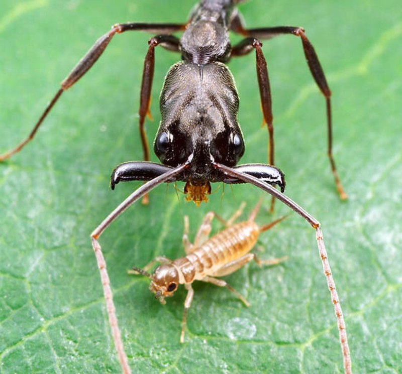 Odontomachus monticola