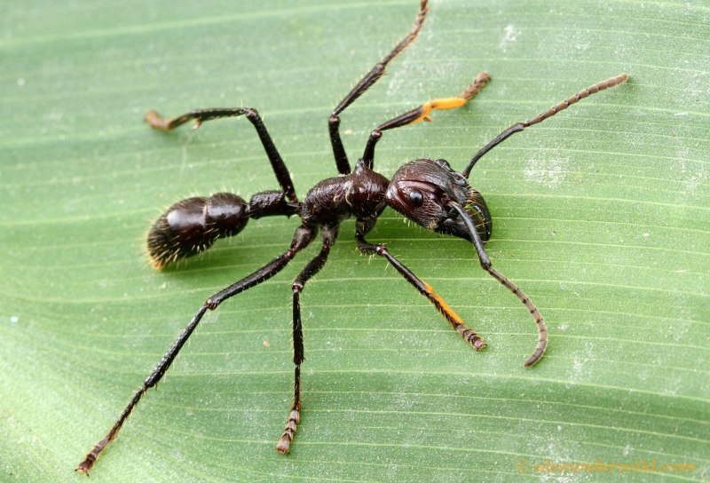 Тропические муравьи Paraponera clavata