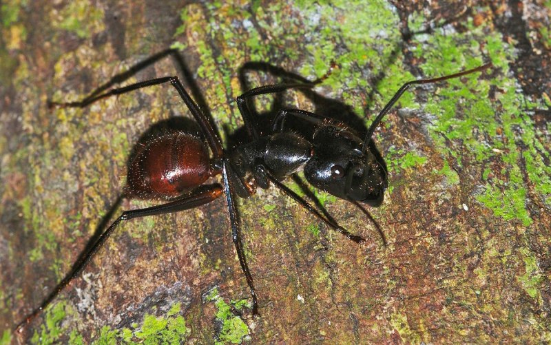 Camponotus Gigas матка