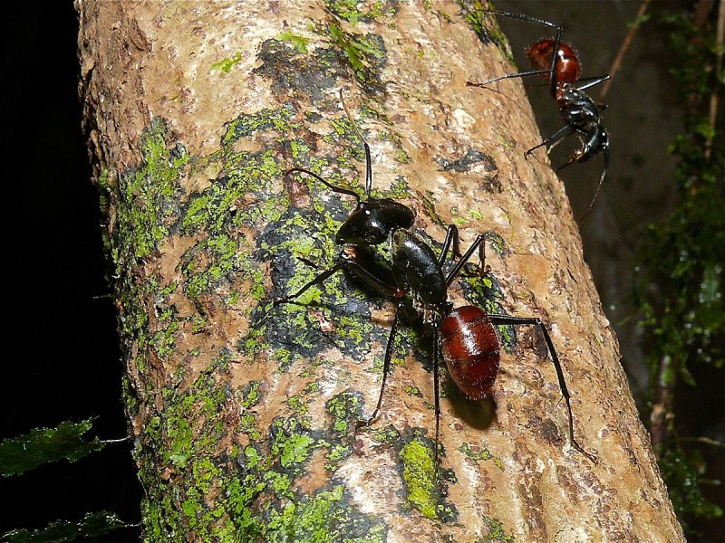 Giant Ant