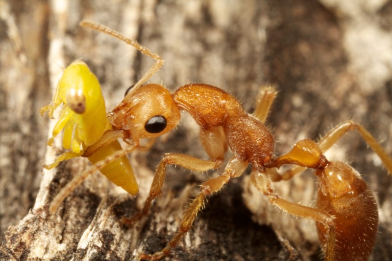 Nothomyrmecia macrops муравьи