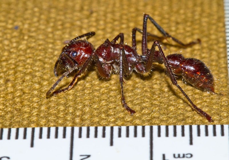 Paraponera clavata матка