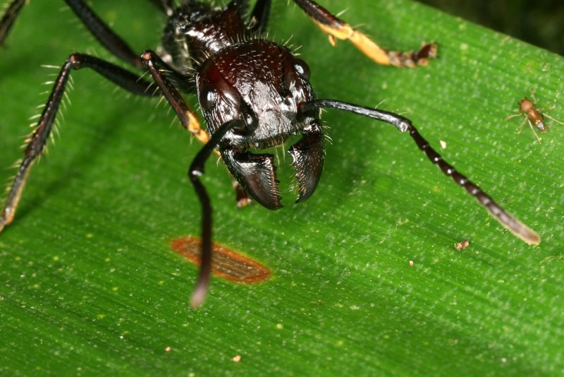 Paraponera clavata муравей-пуля