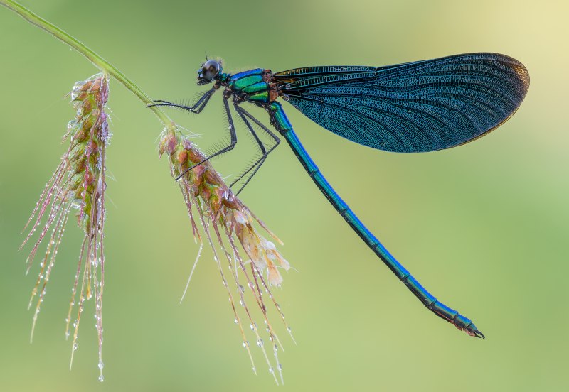 Стрекоза Calopteryx
