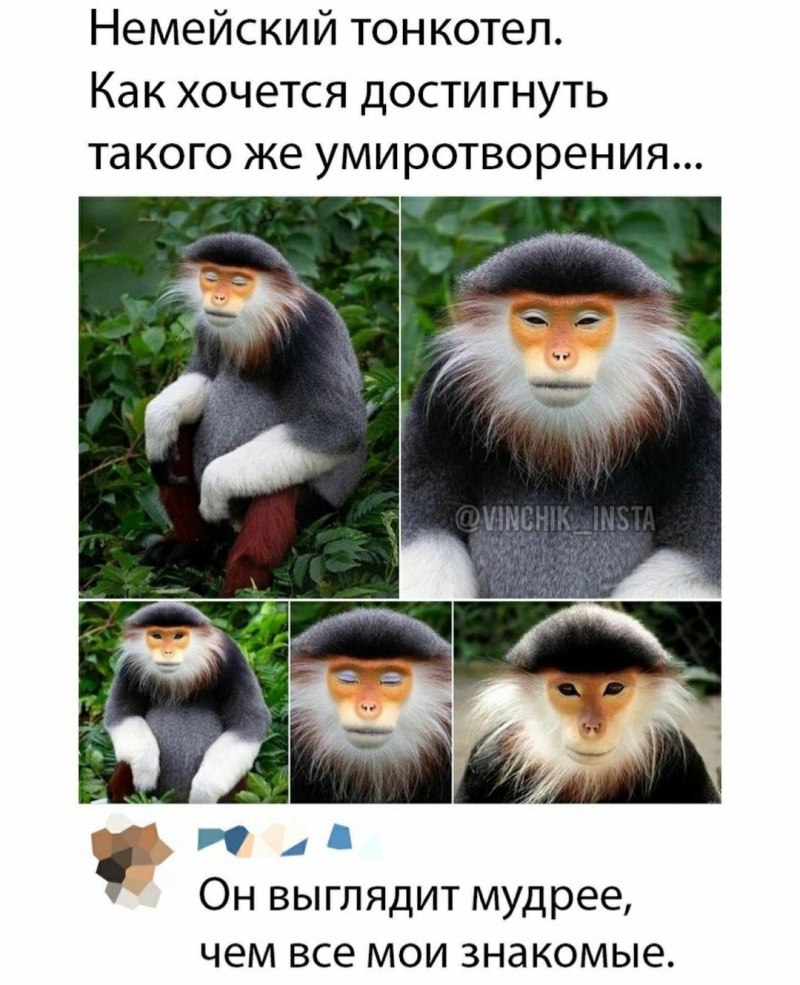 Юмор немейский тонкотел