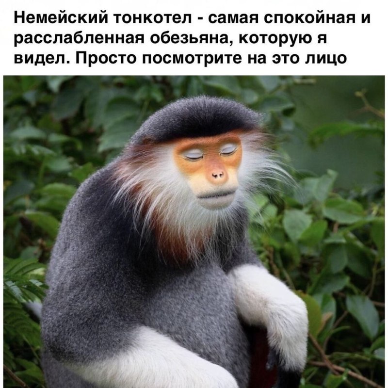 Черноногий тонкотел