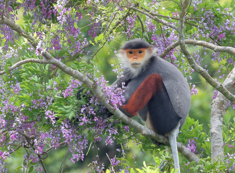 Pуgathrix nеmaeus