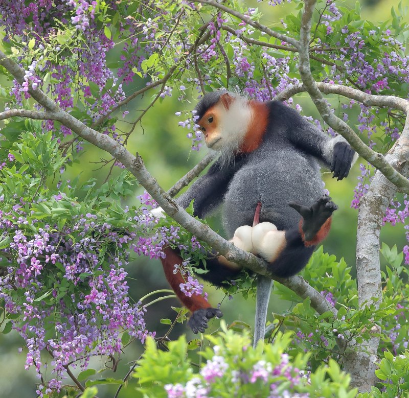 Pуgathrix nеmaeus