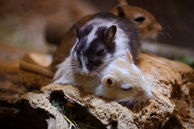 Животное Gerbils