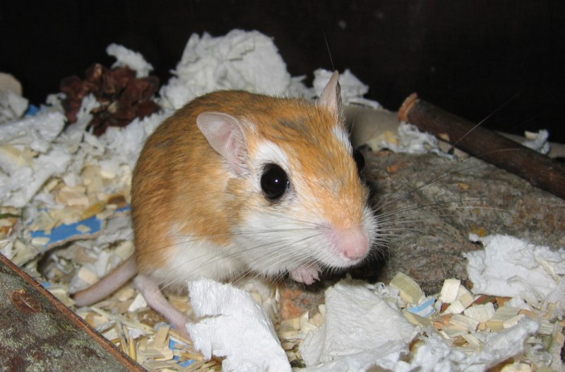 Gerbillus Gerbillus