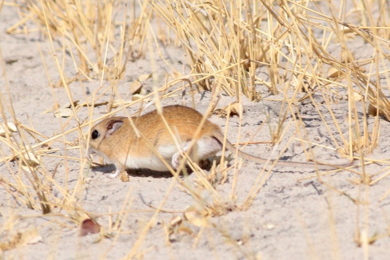 Белобрюхая Песчанка Bushveld_Gerbils