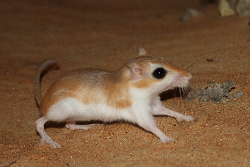 Gerbil Песчанка