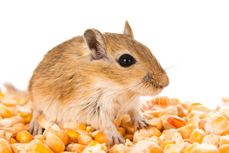 Eating Gerbil on White background