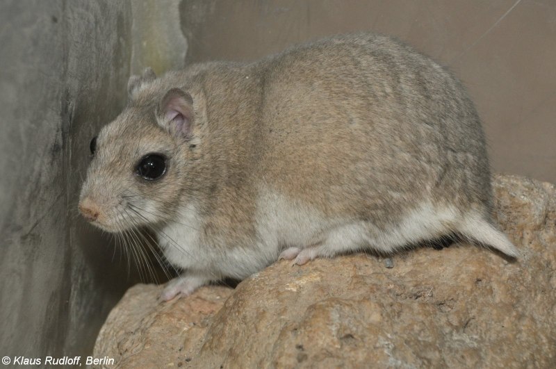 Хомячок Эверсманна (Allocricetulus eversmanni Brandt)