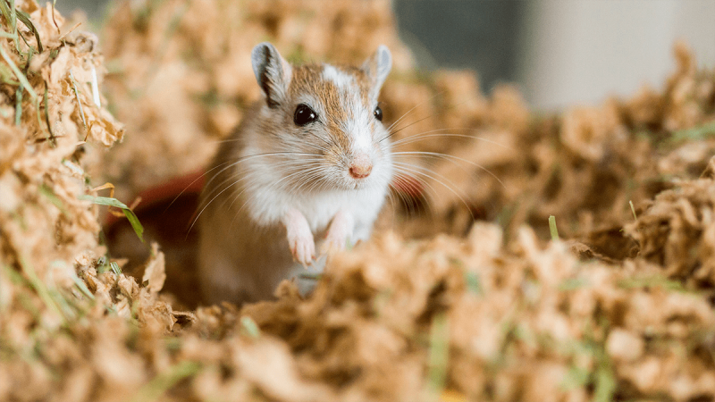 Gerbil King