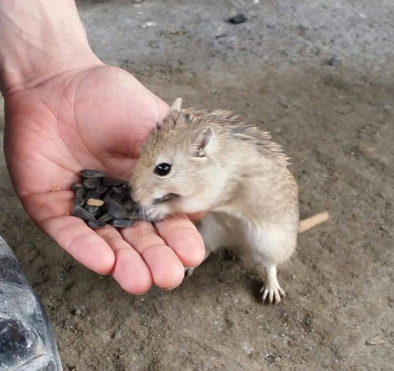 Песчанка Королевская
