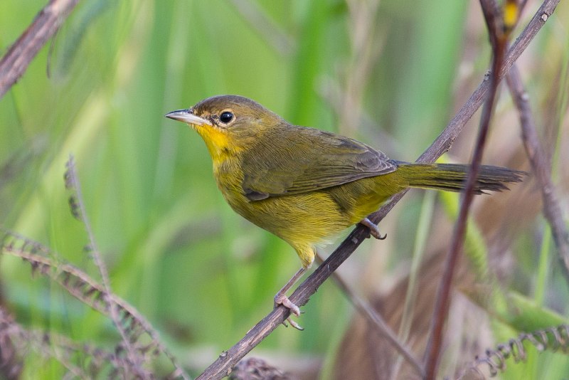 Американских славок (Parulidae)