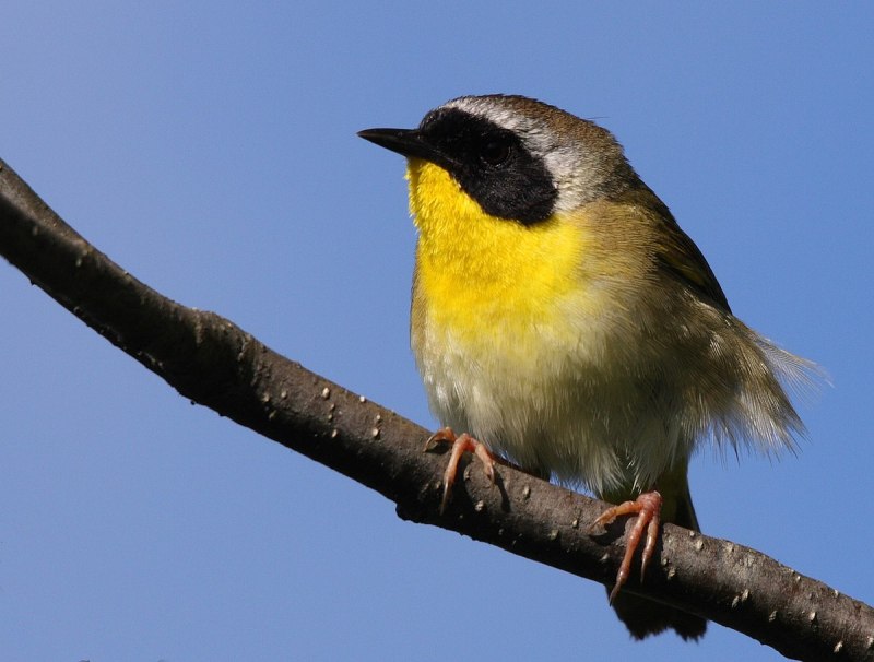 Желтогорлый певун (Geothlypis trichas)