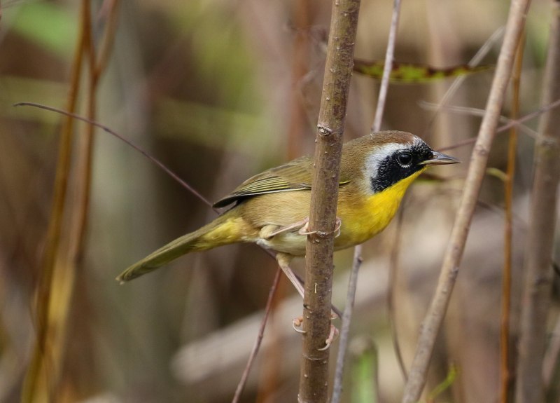 Желтогорлый певун (Geothlypis trichas)