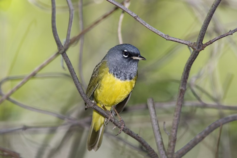 Желтогорлый певун (Geothlypis trichas)