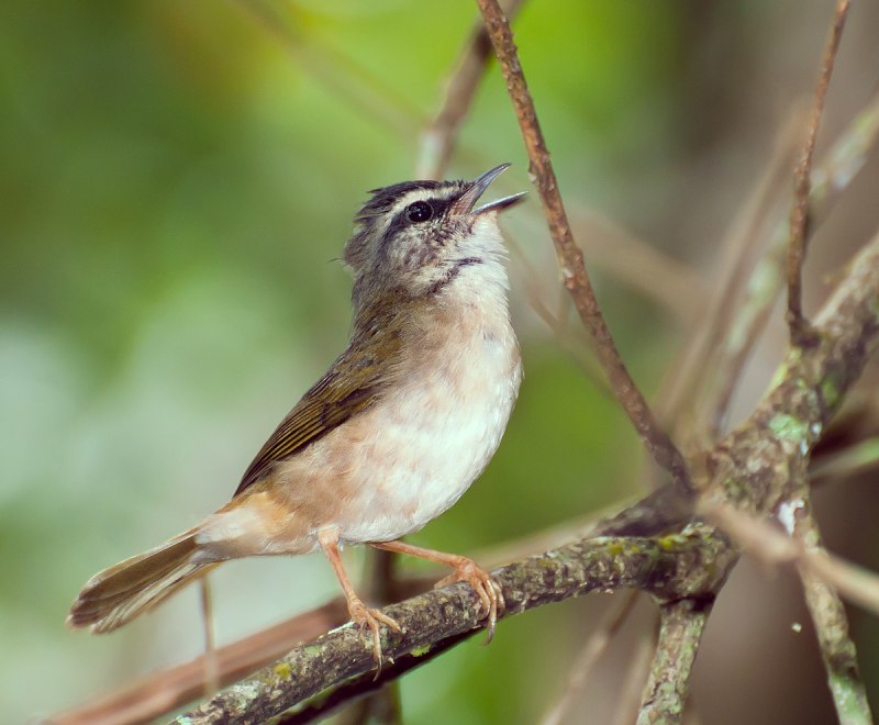 Певун Речной (Seiurus noveboracensis)
