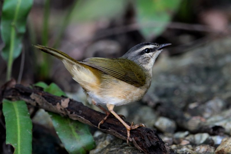 Певун Речной (Seiurus noveboracensis)