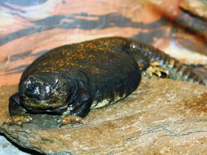 Idiurus kivuensis