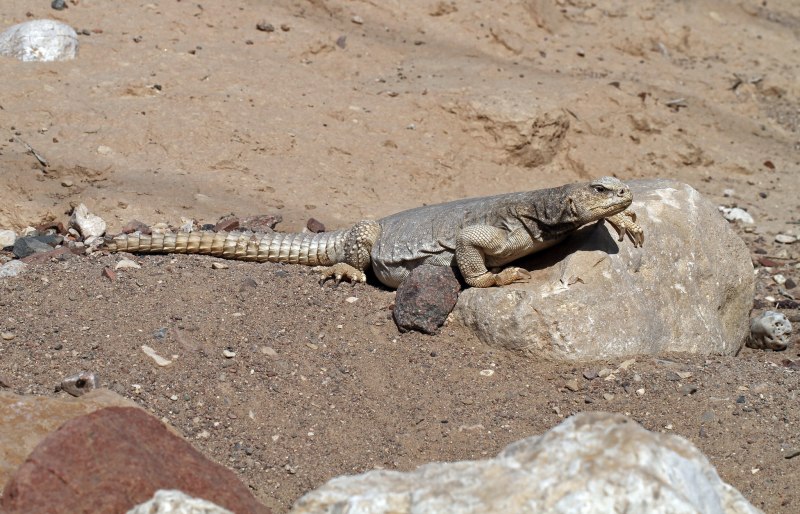 Uromastyx aegyptia