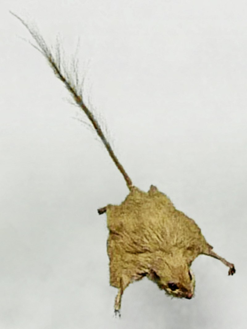 Idiurus kivuensis