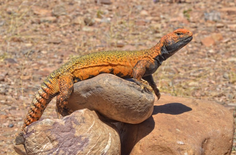 Uromastyx nigriventris