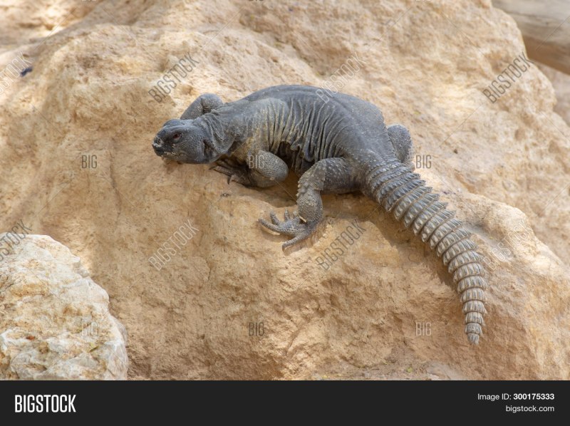 Uromastyx Green